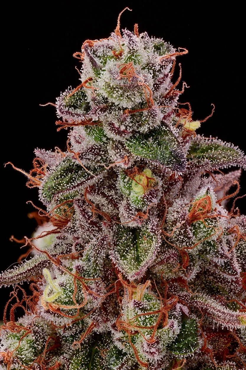 Terp & Tonic© Feminized Collectible Seeds
