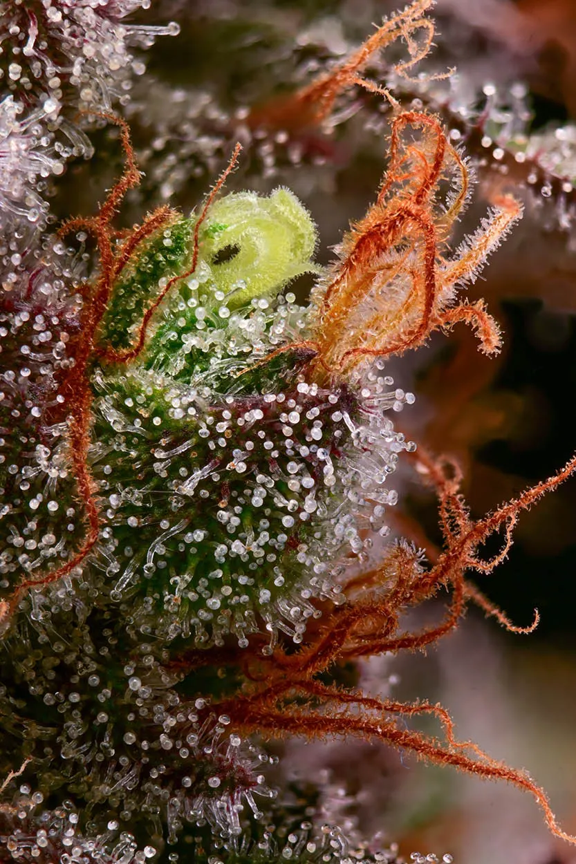 Terp & Tonic© Feminized Collectible Seeds