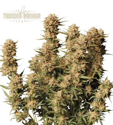 Thunder Banana© Autoflowering Collectible Seeds