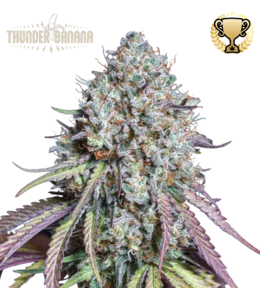 Thunder Banana© Feminized Collectible Seeds