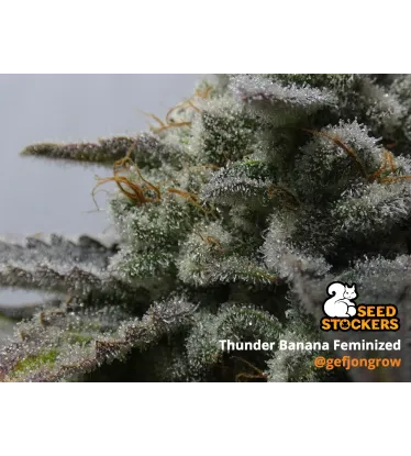 Thunder Banana© Feminized Collectible Seeds