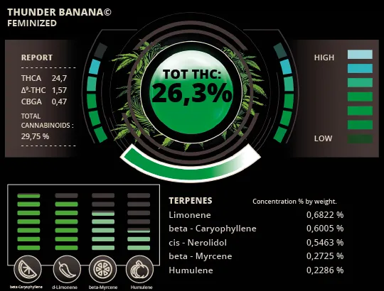 Thunder Banana© Feminized Collectible Seeds