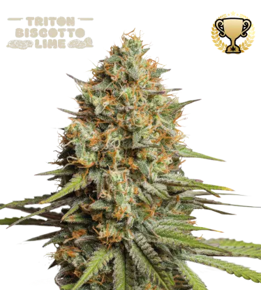 Triton Biscotto Lime© Collectible Autoflowering Seeds
