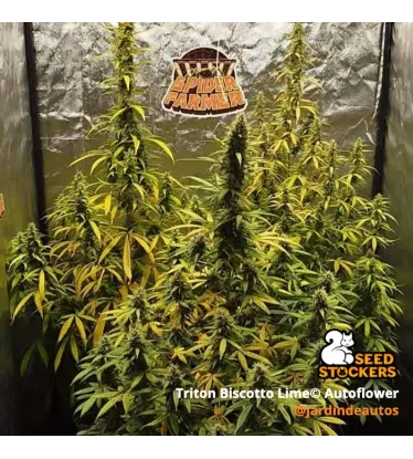 Triton Biscotto Lime© Collectible Autoflowering Seeds
