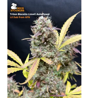 Triton Biscotto Lime© Collectible Autoflowering Seeds