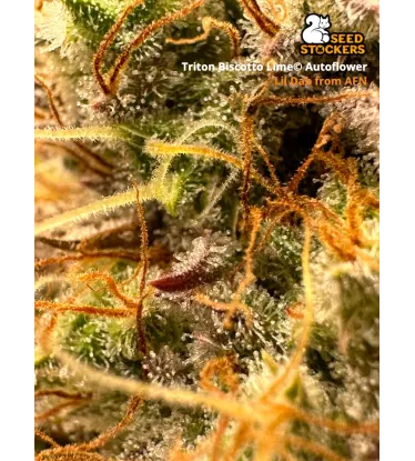 Triton Biscotto Lime© Collectible Autoflowering Seeds