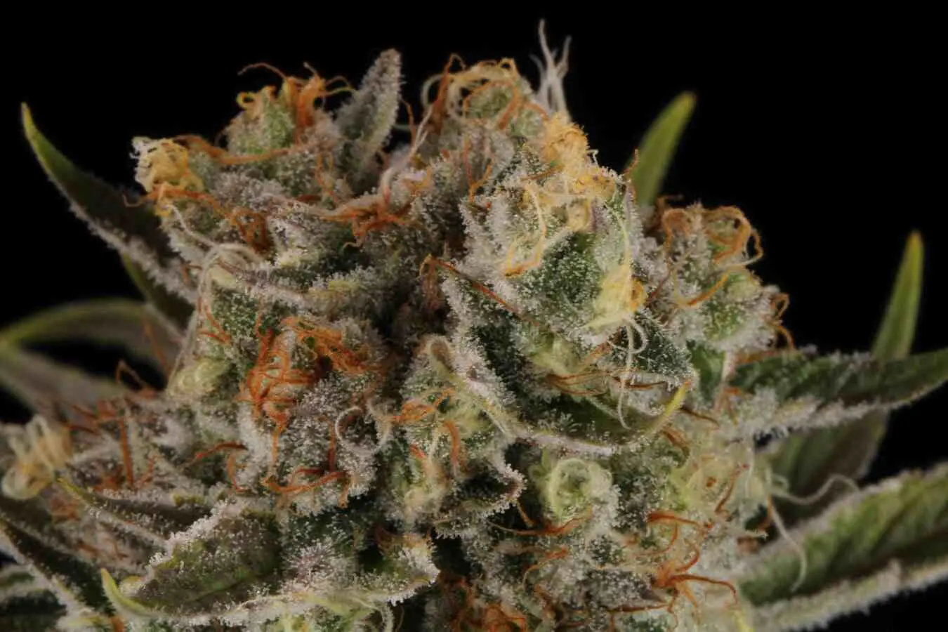 Triton Biscotto Lime© Collectible Autoflowering Seeds