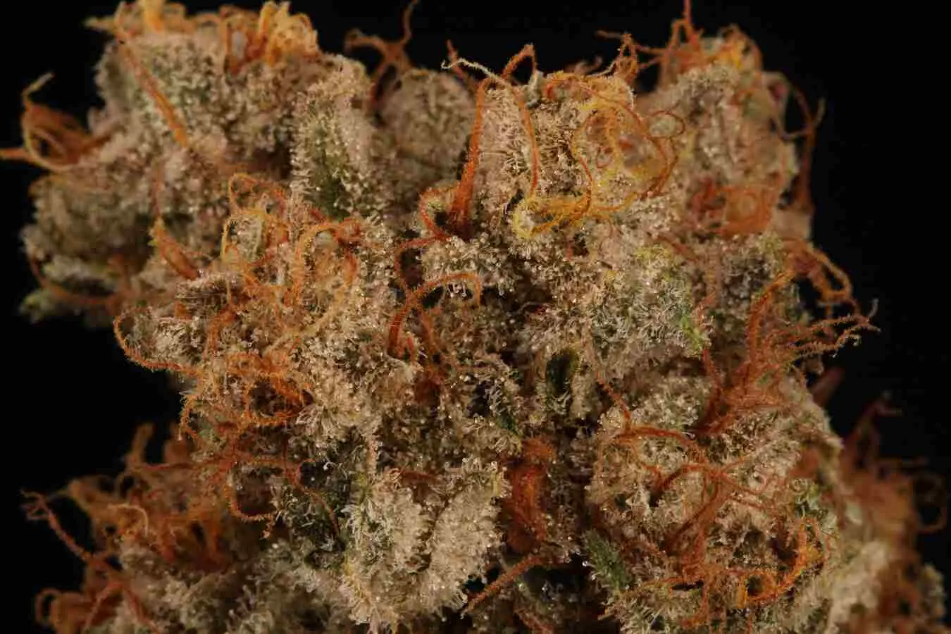Triton Biscotto Lime© Collectible Autoflowering Seeds