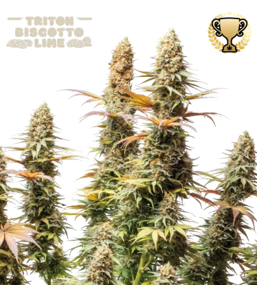 Triton Biscotto Lime© Feminized Collectible Seeds