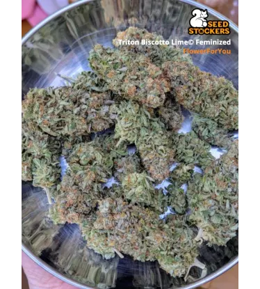 Triton Biscotto Lime© Feminized Collectible Seeds