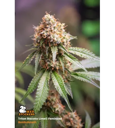 Triton Biscotto Lime© Feminized Collectible Seeds