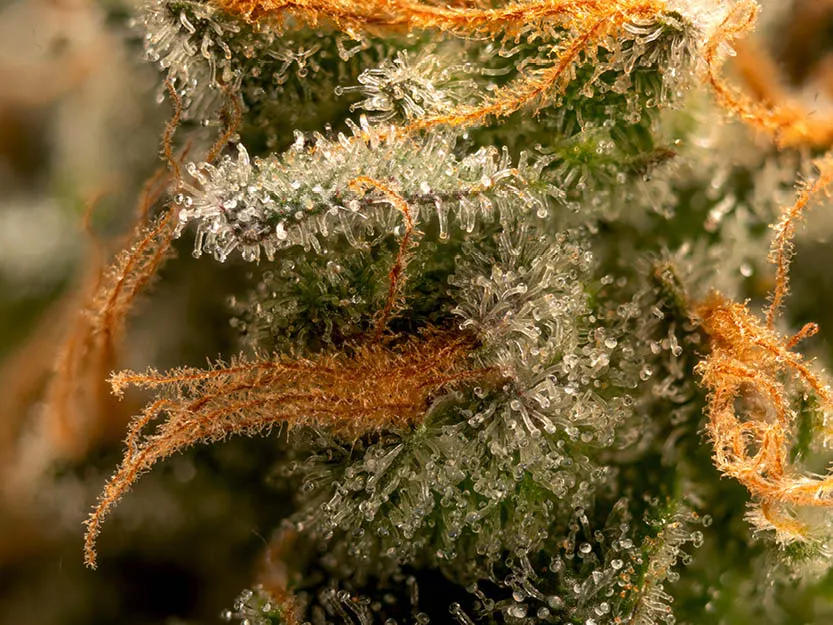 Triton Biscotto Lime© Feminized Collectible Seeds