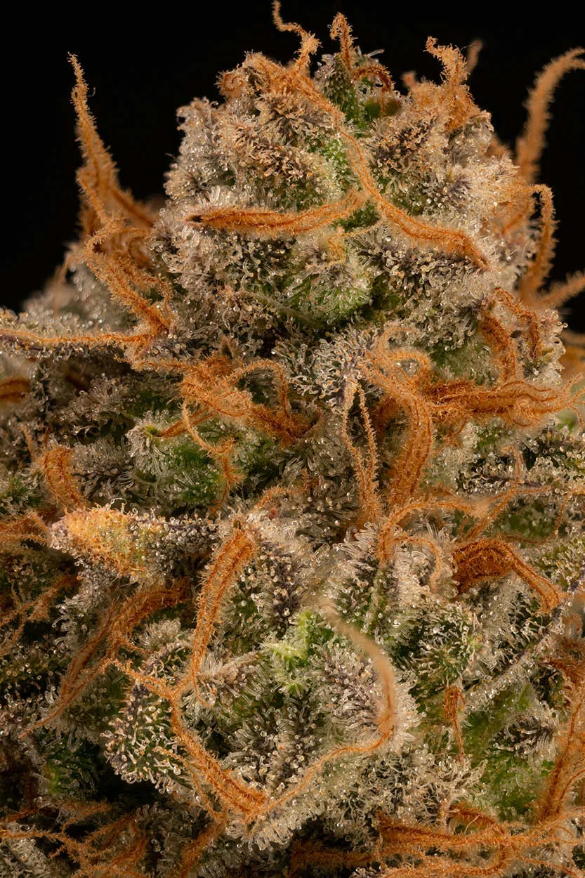 Triton Biscotto Lime© Feminized Collectible Seeds