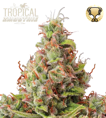 Tropical Zmoothie© Collectible Autoflowering Seeds