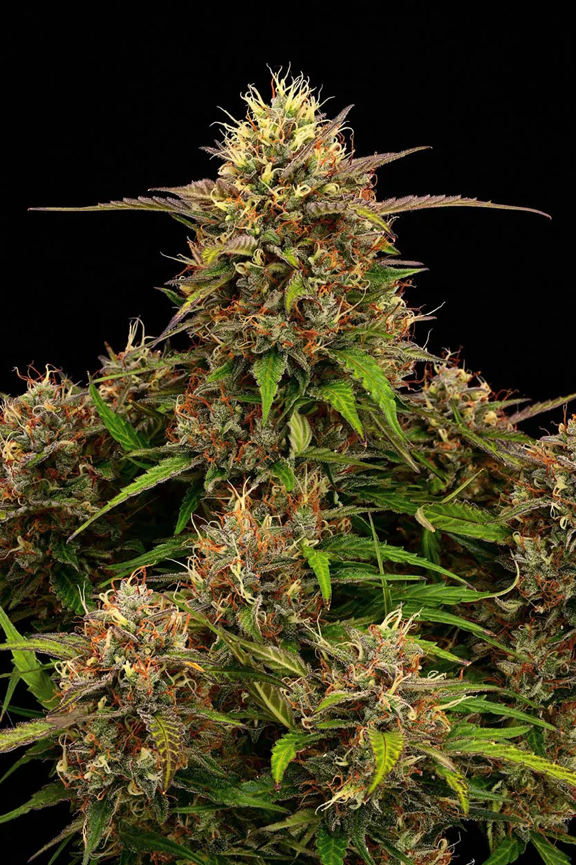 Tropical Zmoothie© Collectible Autoflowering Seeds