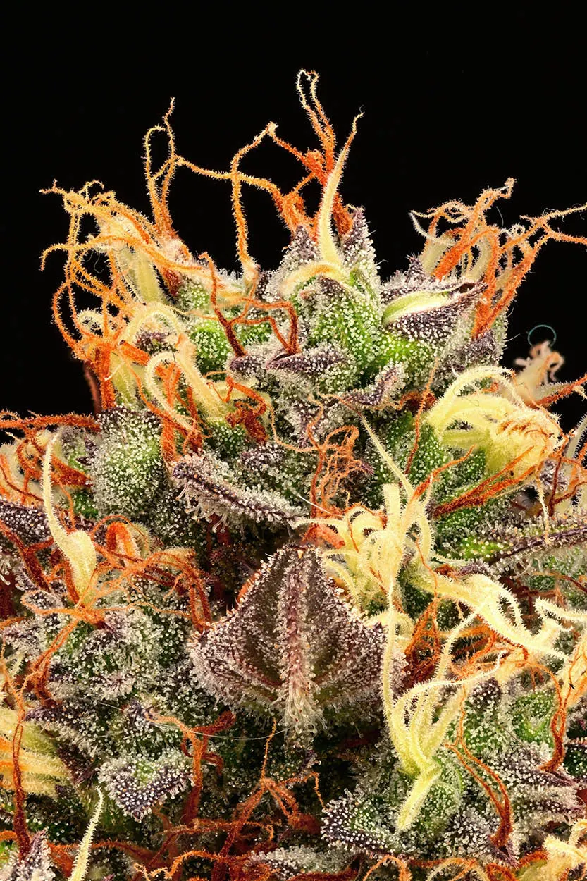 Tropical Zmoothie© Collectible Autoflowering Seeds
