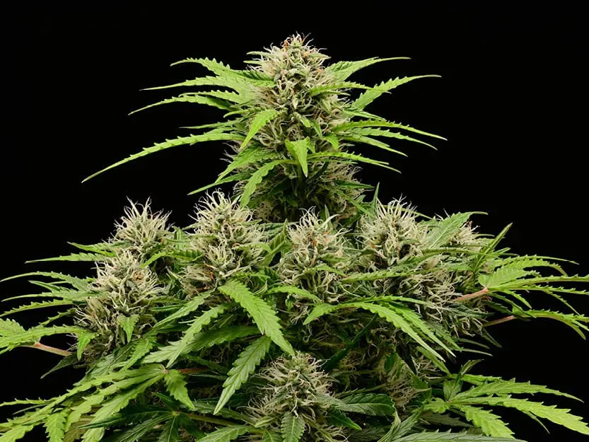 Tropical Zmoothie© Collectible Autoflowering Seeds