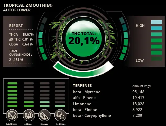 Tropical Zmoothie© Collectible Autoflowering Seeds