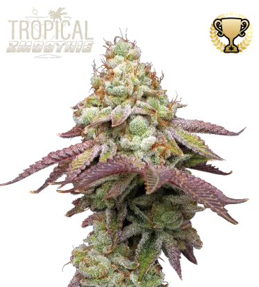 Tropical Zmoothie© Feminized Collectible Seeds