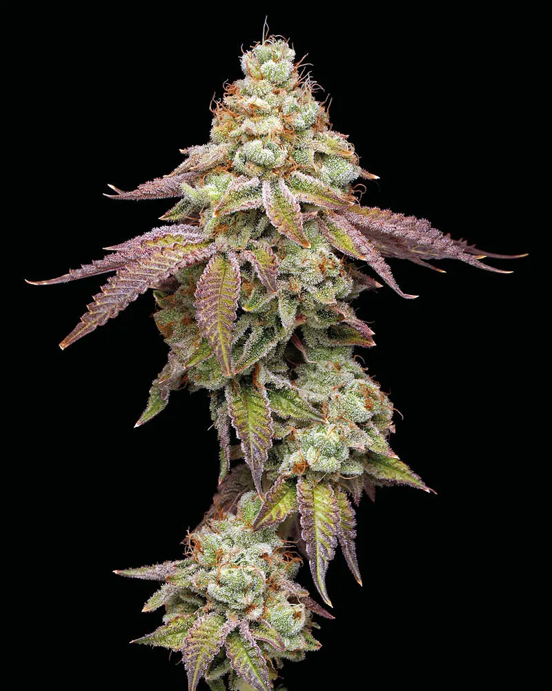 Tropical Zmoothie© Feminized Collectible Seeds