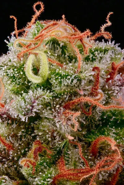 Tropical Zmoothie© Feminized Collectible Seeds