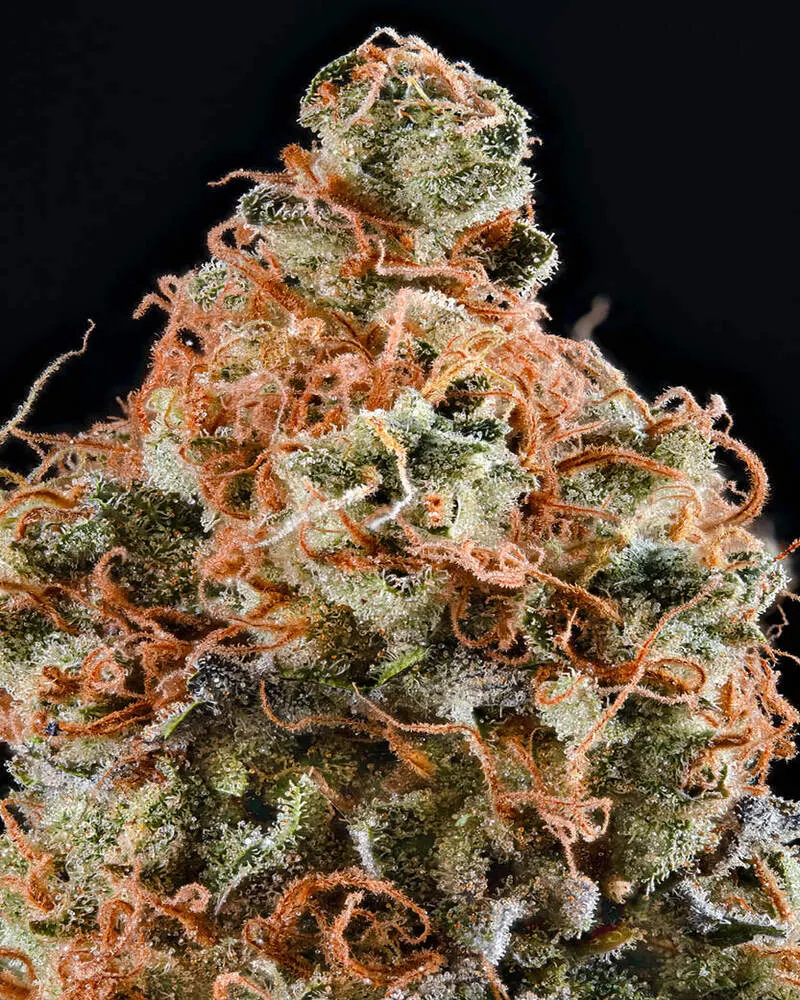 Tropical Zmoothie© Feminized Collectible Seeds