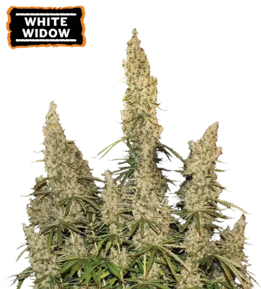 White Widow Collectible Autoflowering Seeds