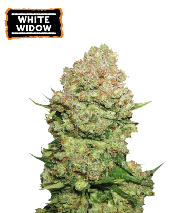 White Widow Feminized Collectible Seeds