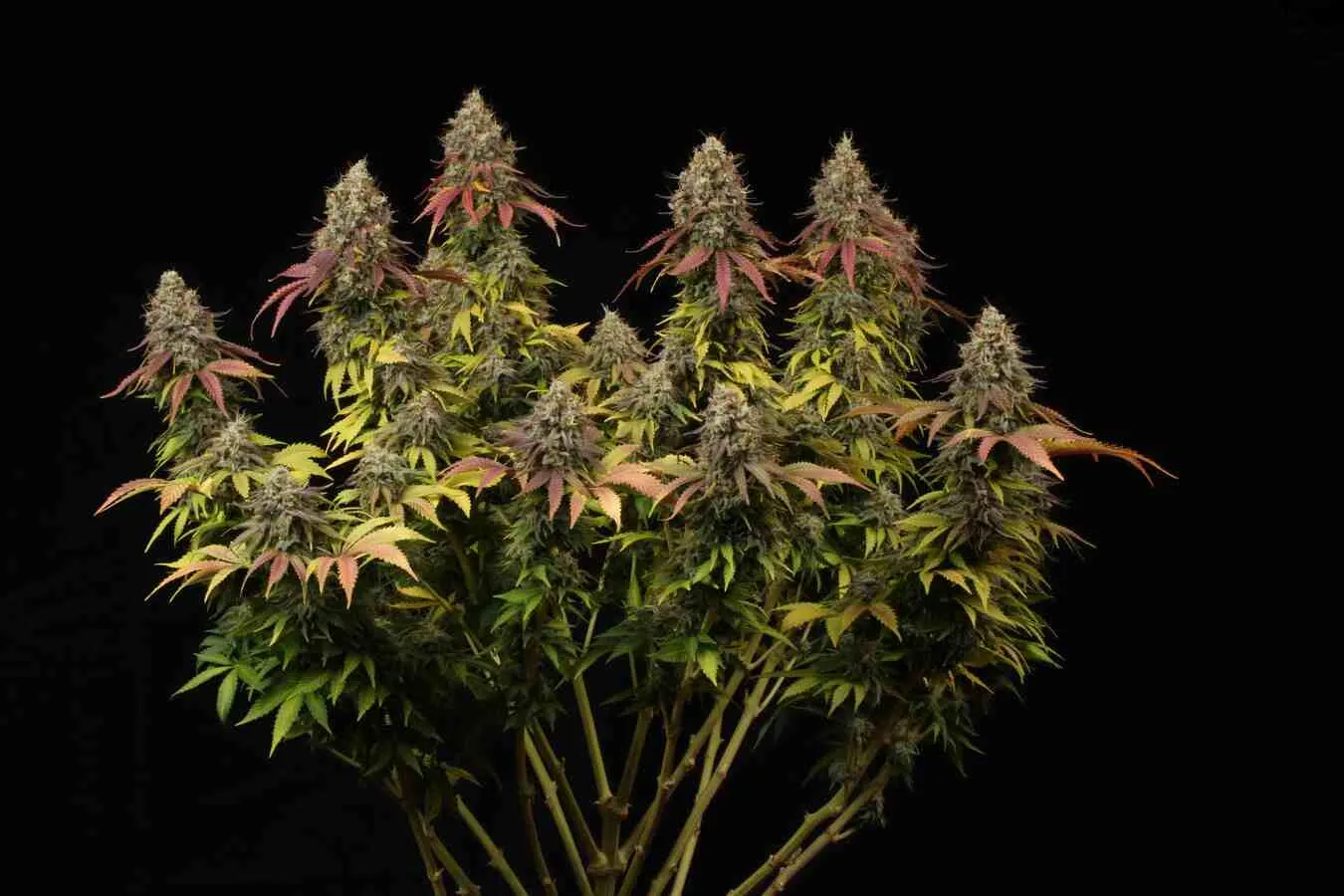 White Widow Feminized Collectible Seeds