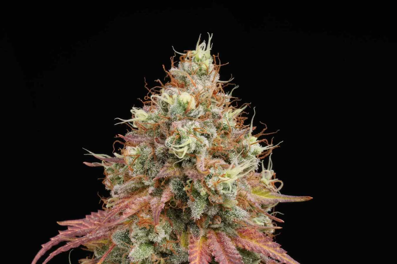 White Widow Feminized Collectible Seeds