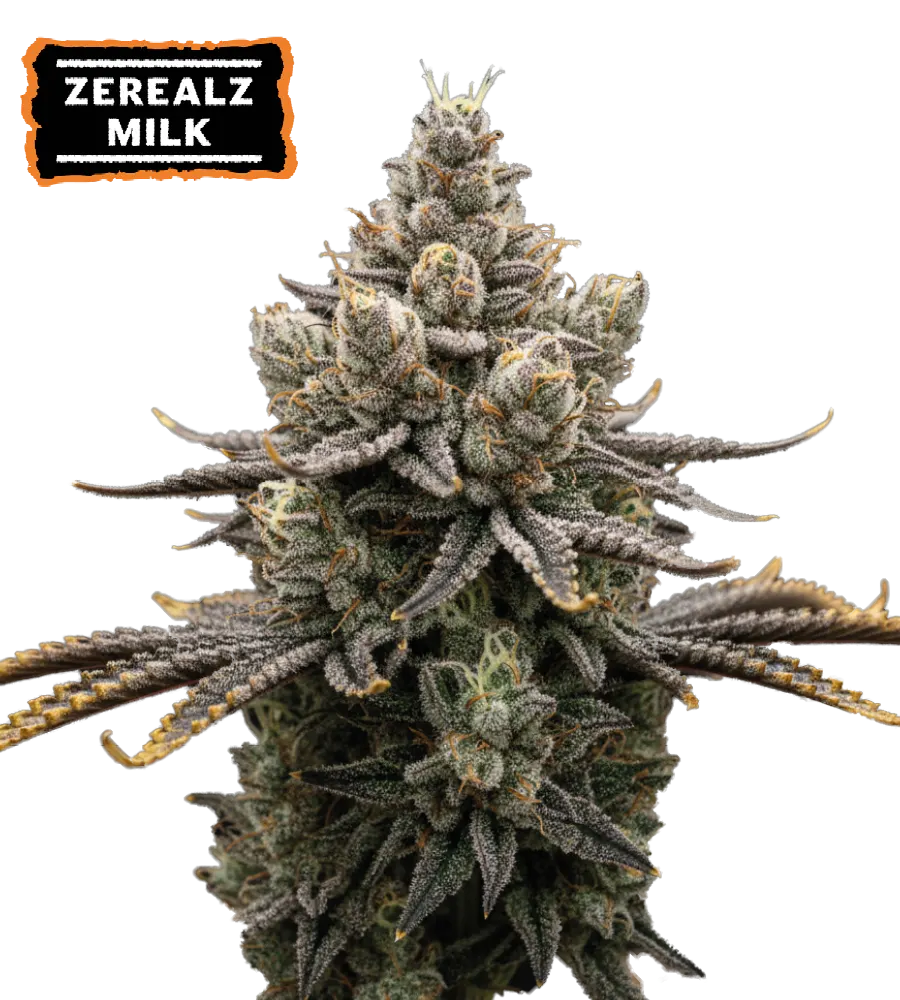 Zerealz Milk Collectible Feminized Seeds