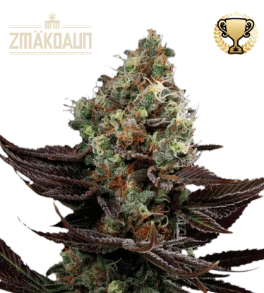 Zmäkdaun© Feminized Collectible Seeds