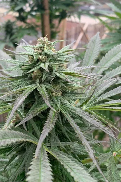 Zmäkdaun© Feminized Collectible Seeds