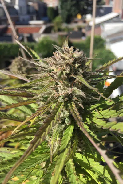 Zmäkdaun© Feminized Collectible Seeds